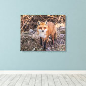 20x16 Red Fox nah und persönlich Leinwanddruck (Insitu (Holzboden))