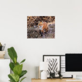 20x16 Red Fox nah und persönlich Poster (Heimbüro)