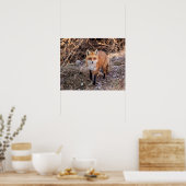 20x16 Red Fox nah und persönlich Poster (Küche)