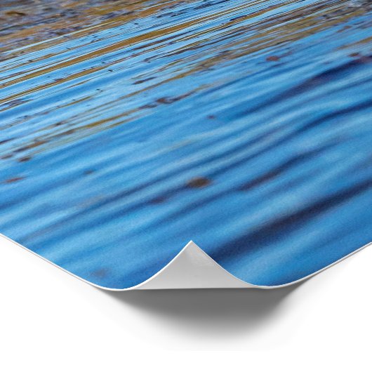 20x16 Reddish Egret am North Beach Poster (Ecke)