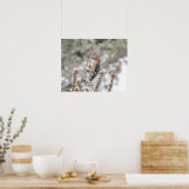 20x16 Rotbauchspecht im Schnee Poster (Küche)