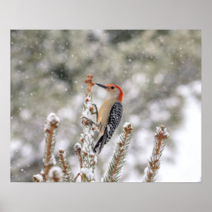 20x16 Rotbauchspecht im Schnee Poster