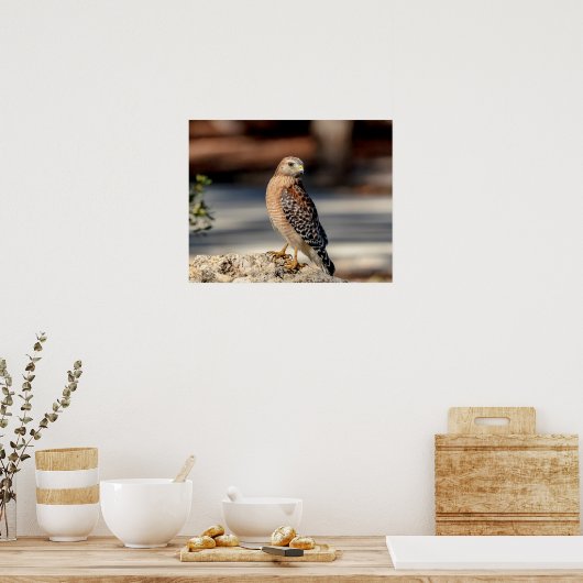 20x16 Roter Schulter-Hawk auf einem Felsen Poster (Küche)