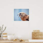 20x16 Roter Schulter-Hawk Poster (Küche)