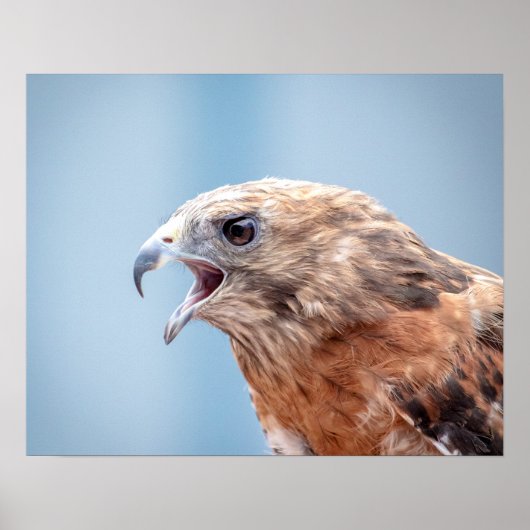 20x16 Roter Schulter-Hawk Poster (Vorne)
