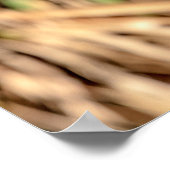 20x16 Roter Schulterkäfer in einem Baum Poster (Ecke)