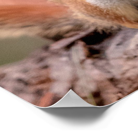 20x16 Rotes Eichhörnchen Poster (Ecke)