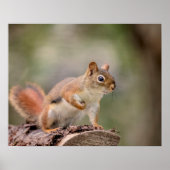 20x16 Rotes Eichhörnchen Poster (Vorne)