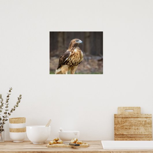 20x16 Rotschwanzhawk im Hudson-Tal Poster (Küche)