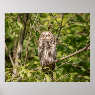 20x16 Schlampe Poster