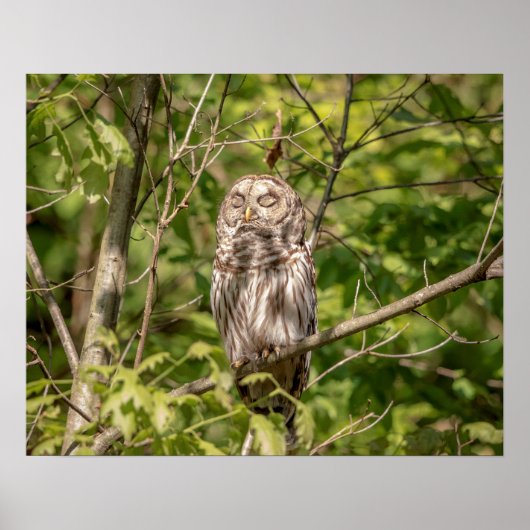 20x16 Schlampe Poster (Vorne)