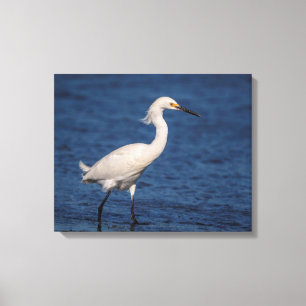 20x16 Snowy Egret am North Beach Leinwanddruck