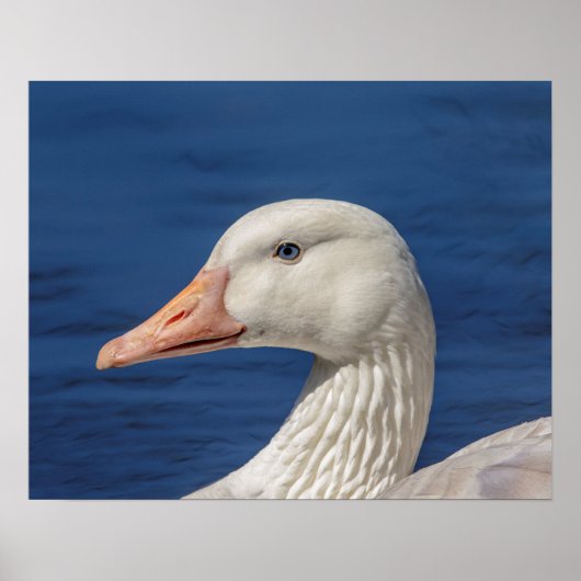 20x16 Weiße Kanadische Gans Poster (Vorne)