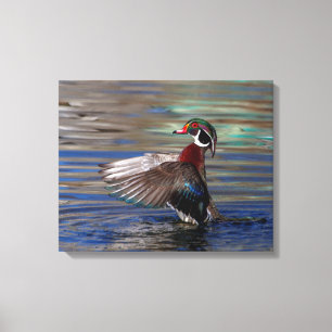 20x16 Wing Flapping Wood Duck Leinwanddruck