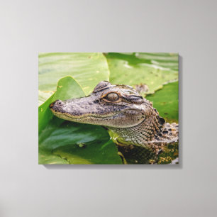 20x16 Young Alligator Leinwanddruck