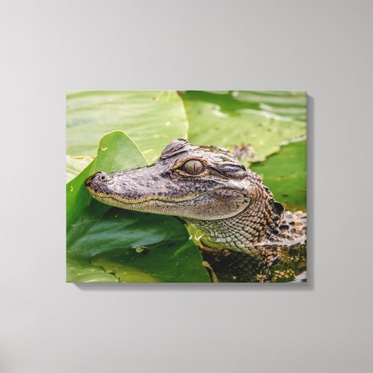 20x16 Young Alligator Leinwanddruck (Vorderseite)