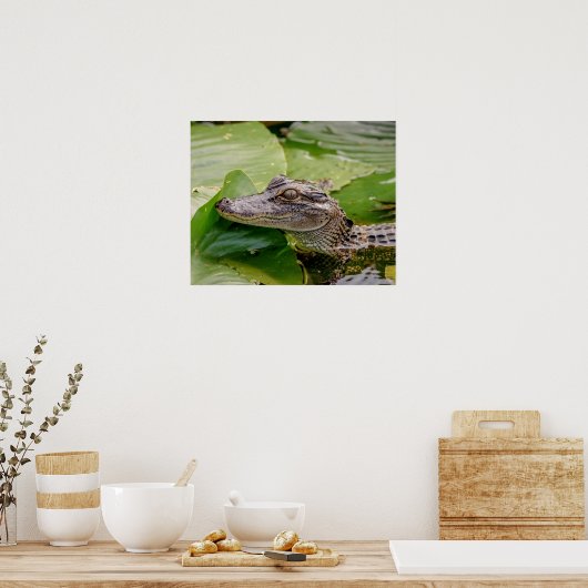 20x16 Young Alligator Poster (Küche)