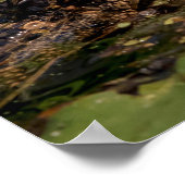 20x16 Young Alligator Poster (Ecke)