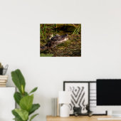 20x16 Young Alligator Poster (Heimbüro)