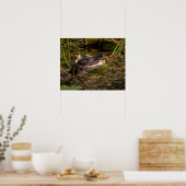 20x16 Young Alligator Poster (Küche)