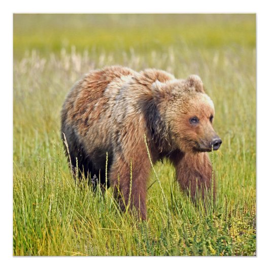 20x20 Glossy Poster des Grizzlybären (Vorderseite)