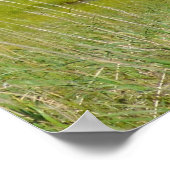 20x24 Plakatpapier (Matte) von Grizzlybären Poster (Ecke)