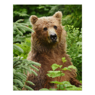 20x25 Poster (Glossy Finish) des Grizzlybären