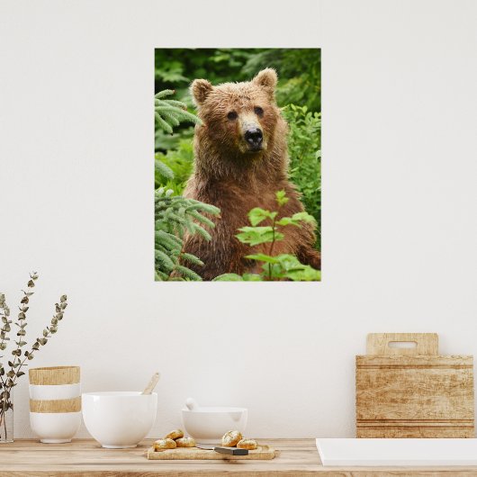 20x28 Poster (Matte) mit Grizzlybär (Küche)