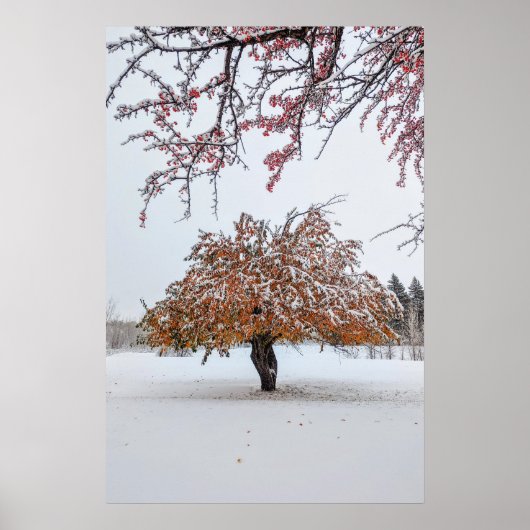 20x30-Wall-Poster Poster (Vorne)