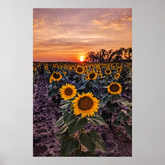 20x30-Wall-Poster Poster (Vorne)