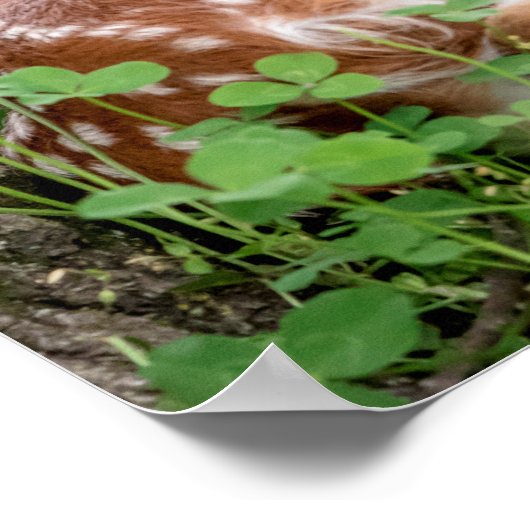 20x6 Adorable Fawn legen unter einem Baum Poster (Ecke)