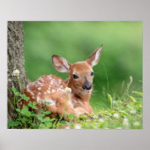 20x6 Adorable Fawn legen unter einem Baum Poster (Vorne)