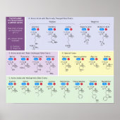 21 Aminosäuren in Biologie mit Struktur Poster (Vorne)