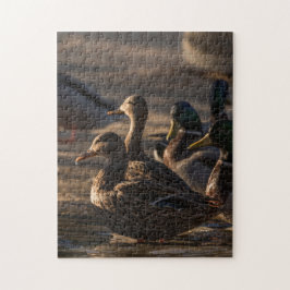 2318-Mallard-Ducks bei Weibchen im Puzzle