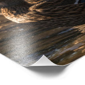 2318-Mallard-Enten Fotodruck (Ecke)