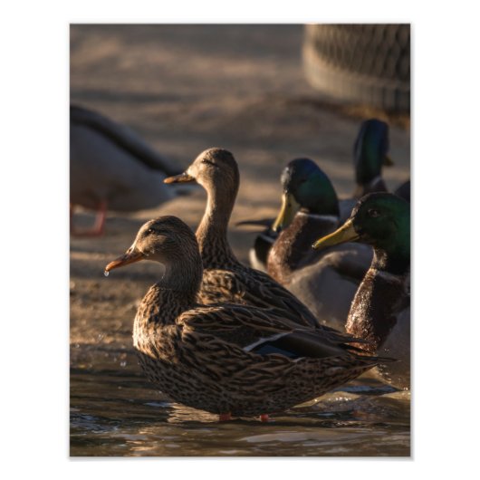2318-Mallard-Enten Fotodruck (Vorne)