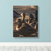 2318-Mallard-Enten Leinwanddruck (Insitu (Holzboden))