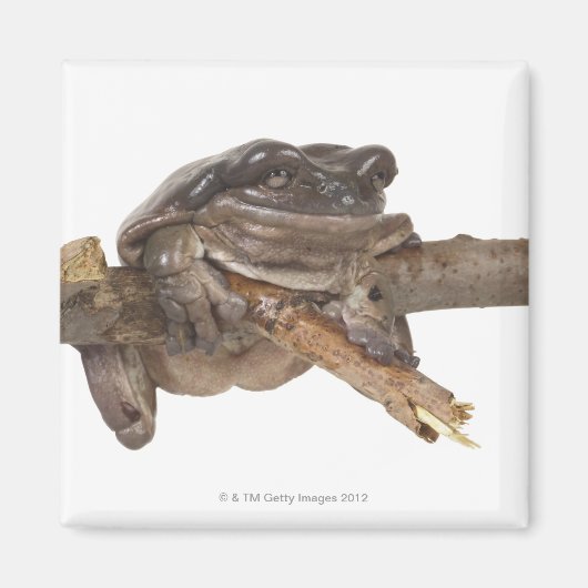 23568138 MAGNET (Vorne)