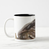 23568138 ZWEIFARBIGE TASSE (Links)