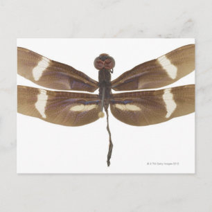 23599152 POSTKARTE