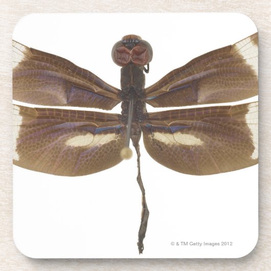 23599152 UNTERSETZER (Vorderseite)