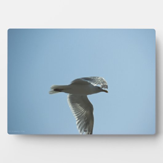 2367 FOTOPLATTE (Vorderseite)