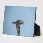 2367 FOTOPLATTE (Seite)