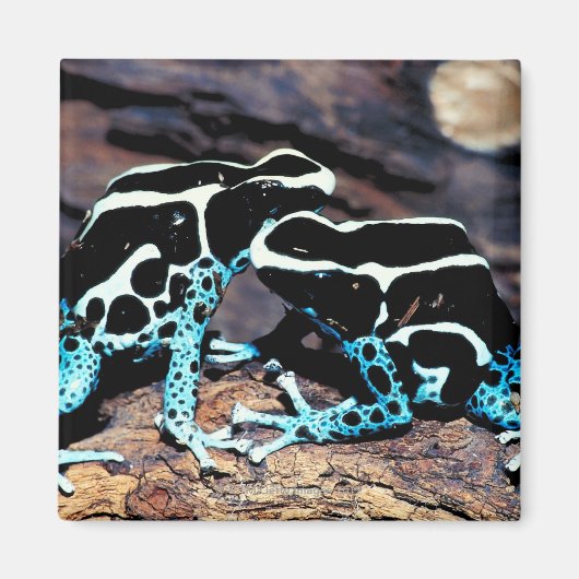 23898179 MAGNET (Vorne)