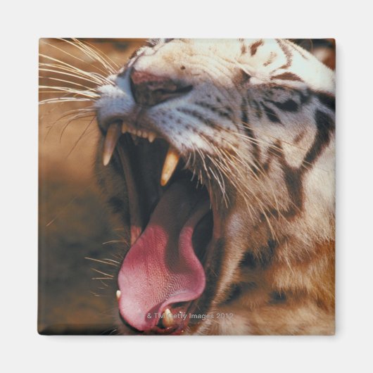 23899234 MAGNET (Vorne)