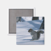 23936348 MAGNET (Vorderseite/Rückseite)