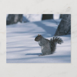23936348 POSTKARTE