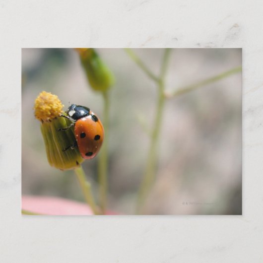24102385 POSTKARTE (Vorderseite)