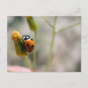 24102385 POSTKARTE
