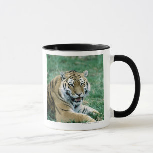 24103189 TASSE